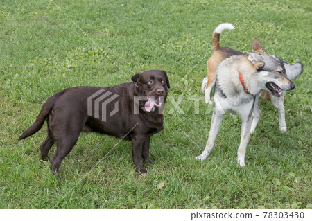 Czechoslovak wolfdog, beagle puppy and labrador. 78303430