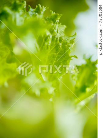 Shining yellow-green is beautiful Leaf lettuce in the vegetable garden Fresh fresh vegetables Leaves 78303684