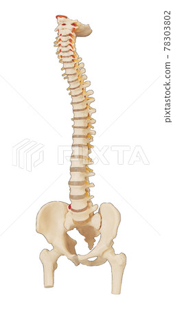 spinal cord 78303802