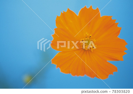 orange flower on blue background 78303820