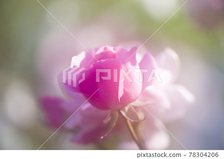 Pink rose flowers are in bloom in the rose garden. The name of this rose is Queen Elizabeth. Pink rose flowers are in bloom in the rose garden. The name of this rose is Queen Elizabeth. 78304206