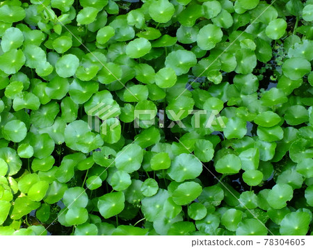asiatic pennyworth asiatic leaves background nature background asiatic pennyworth asiatic leaves background nature background 78304605