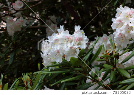 Close-up view of white Japanese Azalea, Tsutsuji, flowers in Tokyo Japan in the Springtime Close-up view of white Japanese Azalea, Tsutsuji, flowers in Tokyo Japan in the Springtime 78305083