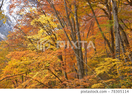 Tanigawadake Ichino Kurasawa Ideai 附近的秋葉 78305114