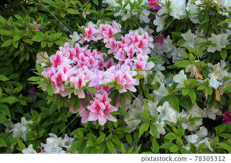 Pink Japanese Azaleas, Tsutsuji, flowering bushes in Tokyo Japan in the Springtime Pink Japanese Azaleas, Tsutsuji, flowering bushes in Tokyo Japan in the Springtime 78305312