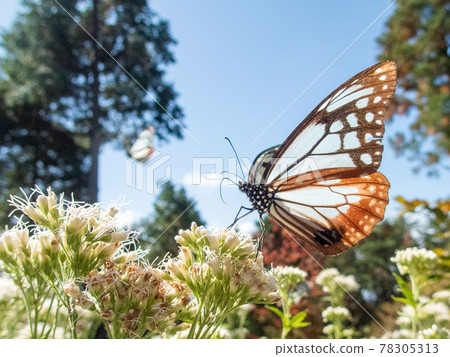 Asagi mandara and brown eyedrybana Asagi mandara and brown eyedrybana 78305313