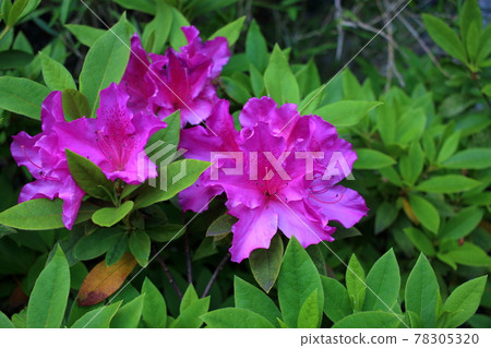 Pink Japanese Azaleas, Tsutsuji, flowering bushes in Tokyo Japan in the Springtime Pink Japanese Azaleas, Tsutsuji, flowering bushes in Tokyo Japan in the Springtime 78305320