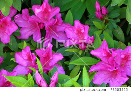 Pink Japanese Azaleas, Tsutsuji, flowering bushes in Tokyo Japan in the Springtime Pink Japanese Azaleas, Tsutsuji, flowering bushes in Tokyo Japan in the Springtime 78305323