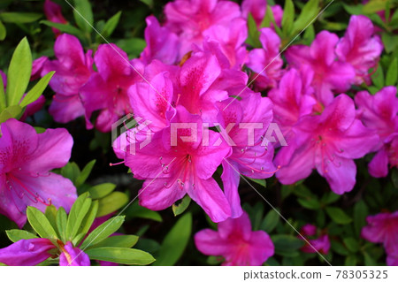 Pink Japanese Azaleas, Tsutsuji, flowering bushes in Tokyo Japan in the Springtime Pink Japanese Azaleas, Tsutsuji, flowering bushes in Tokyo Japan in the Springtime 78305325