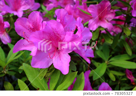 Pink Japanese Azaleas, Tsutsuji, flowering bushes in Tokyo Japan in the Springtime Pink Japanese Azaleas, Tsutsuji, flowering bushes in Tokyo Japan in the Springtime 78305327