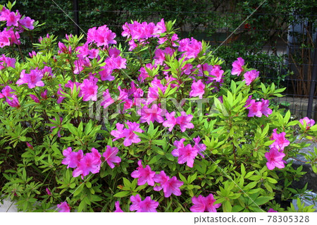 Pink Japanese Azaleas, Tsutsuji, flowering bushes in Tokyo Japan in the Springtime Pink Japanese Azaleas, Tsutsuji, flowering bushes in Tokyo Japan in the Springtime 78305328
