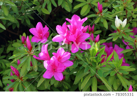 Pink Japanese Azaleas, Tsutsuji, flowering bushes in Tokyo Japan in the Springtime Pink Japanese Azaleas, Tsutsuji, flowering bushes in Tokyo Japan in the Springtime 78305331