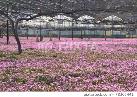 To木市大平町春季葡萄園開滿了盛開的櫻花樹 To木市大平町春季葡萄園開滿了盛開的櫻花樹 78305441