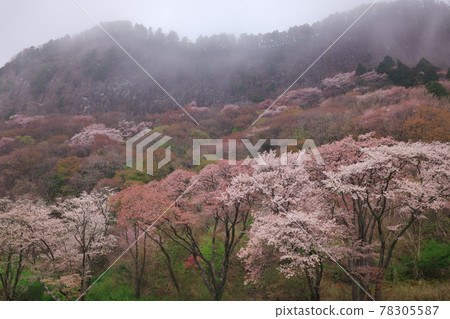 奈良縣索尼村：屏風岩霧中陰霾，櫻花隨風搖曳 78305587