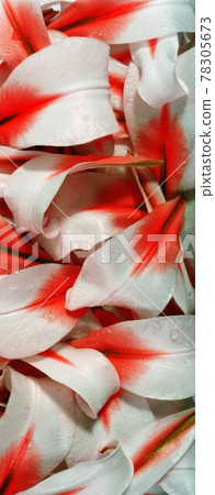 White flowers view White flowers view 78305673