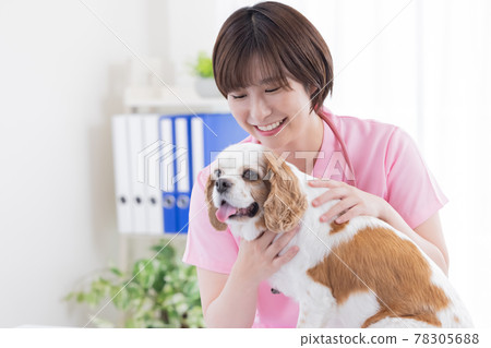 Medical veterinarian who examines dogs 78305688