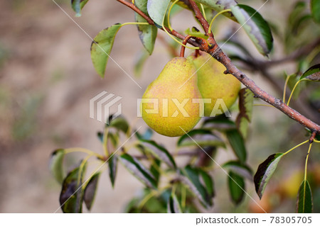 Pears on tree in fruit garden Pears on tree in fruit garden 78305705