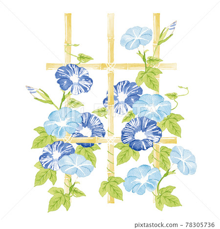 竹架牽牛花水彩插圖 78305736