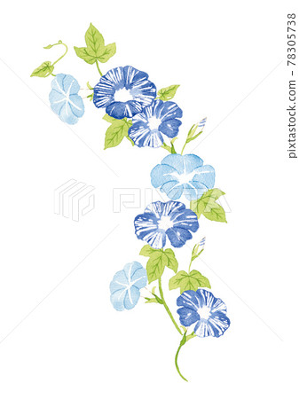 牽牛花水彩插圖 牽牛花水彩插圖 78305738
