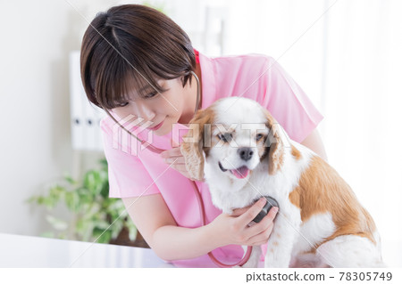 Medical veterinarian who examines dogs Medical veterinarian who examines dogs 78305749
