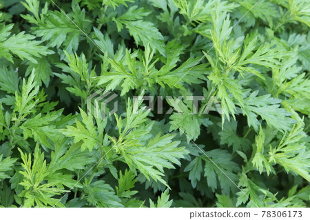 Mugwort growing in the garden in early summer Mugwort growing in the garden in early summer 78306173