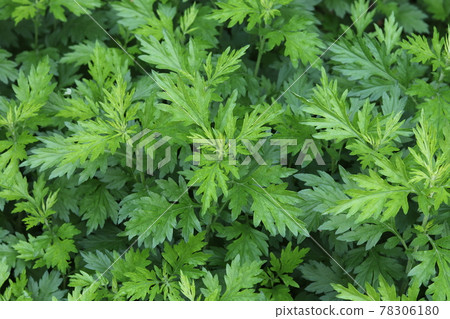 初夏在花園裡生長的艾蒿 初夏在花園裡生長的艾蒿 78306180