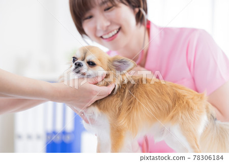 Medical veterinarian who examines dogs 78306184