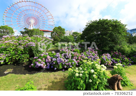 禦台場的繡球花和摩天輪 照片素材 圖片 圖庫