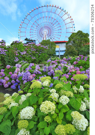Hydrangea and ferris wheel in Odaiba 78306254