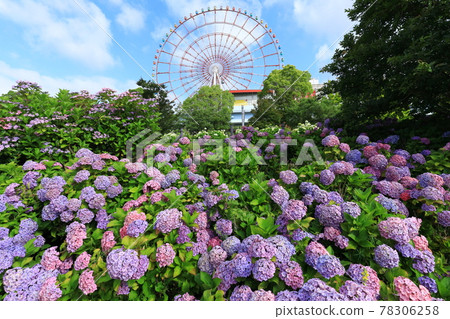 Hydrangea and ferris wheel in Odaiba 78306258