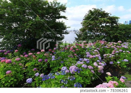 Hydrangea and ferris wheel in Odaiba 78306261