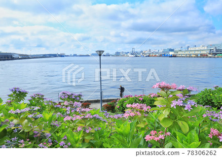 Hydrangea and ferris wheel in Odaiba Hydrangea and ferris wheel in Odaiba 78306262