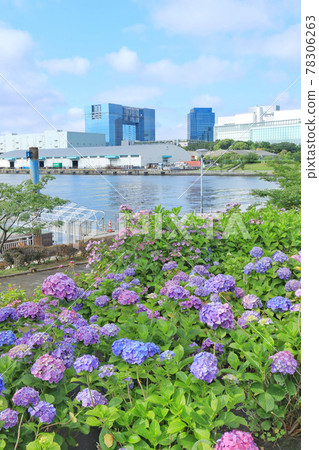 Hydrangea and ferris wheel in Odaiba 78306263