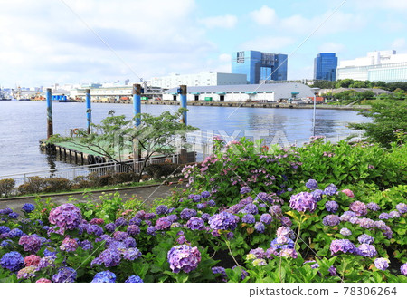 Hydrangea and ferris wheel in Odaiba 78306264