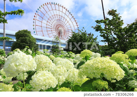Hydrangea and ferris wheel in Odaiba Hydrangea and ferris wheel in Odaiba 78306266
