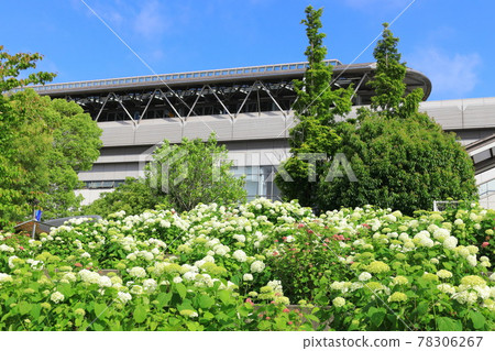 Hydrangea and ferris wheel in Odaiba Hydrangea and ferris wheel in Odaiba 78306267