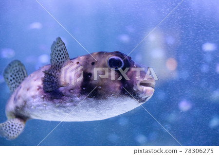 Ishigaki Fugu swimming in the sea 78306275