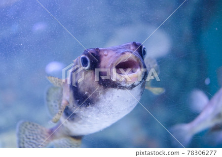 Ishigaki Fugu swimming in the sea 78306277