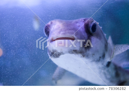 Ishigaki Fugu swimming in the sea 78306282