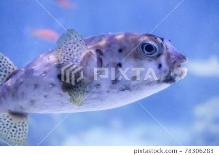 Ishigaki Fugu swimming in the sea 78306283
