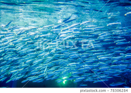 Horde of sardines swimming in the sea 78306284