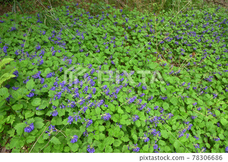 Hiiragisou A community of Hiiragisou protected from deer feeding damage on Mt. Narugami 78306686