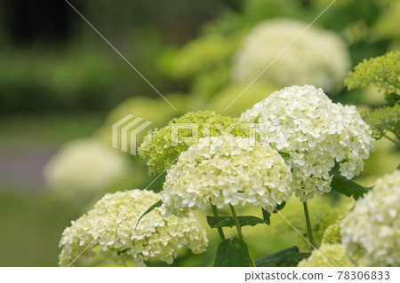 Hydrangea Annabelle 78306833