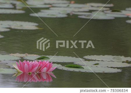 Water lily 78306834