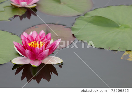 Water lily 78306835