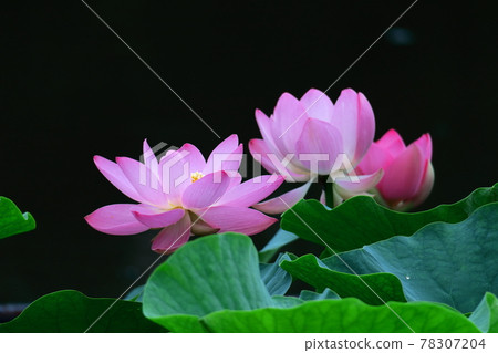 Holy flower 78307204