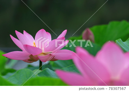 Holy flower Holy flower 78307567