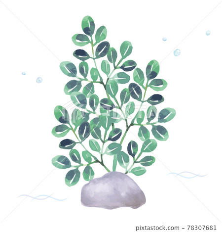 海藻的水彩插圖 78307681