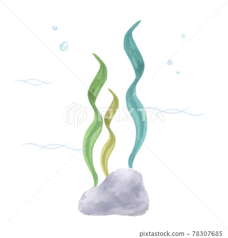 Watercolor illustration of seaweed Watercolor illustration of seaweed 78307685
