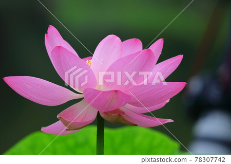 聖花 聖花 78307742